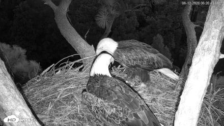 Hilton Head Island Eagles Live Webcam - Aug 12, 2026, 6:27am EDT
