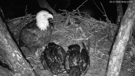 Hilton Head Island Eagles Live Webcam - Feb 21, 2026, 10:55pm EST