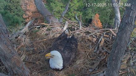 Hilton Head Island Eagles Live Webcam - Dec 17, 2025, 11:59am EST