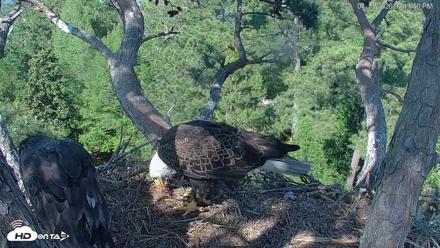 Hilton Head Island Eagles Live Webcam - Apr 15, 2026, 4:12pm EDT