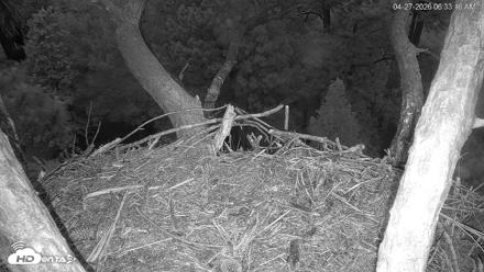 Hilton Head Island Eagles Live Webcam - Apr 27, 2026, 6:33am EDT