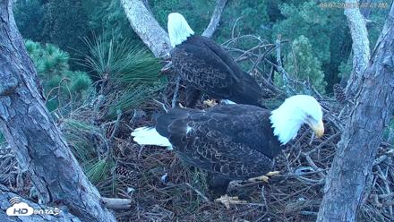 Hilton Head Island Eagles Live Webcam - Sep 7, 2026, 7:08am EDT