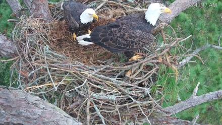 Hilton Head Island Eagles Live Webcam - Oct 12, 2025, 8:41am EDT