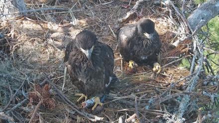 Hilton Head Island Eagles Live Webcam - Feb 18, 2026, 2:31pm EST