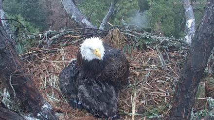 Hilton Head Island Eagles Live Webcam - Feb 5, 2026, 9:07am EST