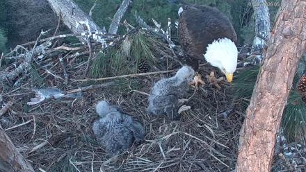 Hilton Head Island Eagles Live Webcam - Jan 16, 2026, 5:31pm EST