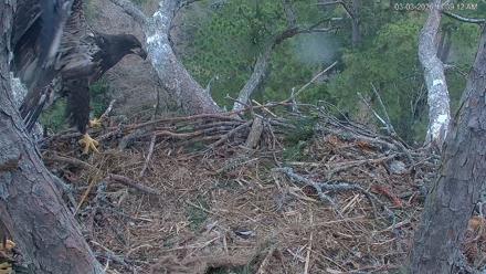 Hilton Head Island Eagles Live Webcam - Mar 3, 2026, 11:39am EST