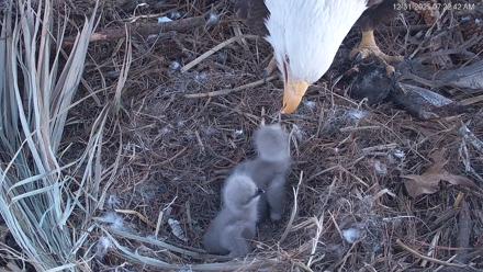 Hilton Head Island Eagles Live Webcam - Dec 31, 2025, 7:23am EST