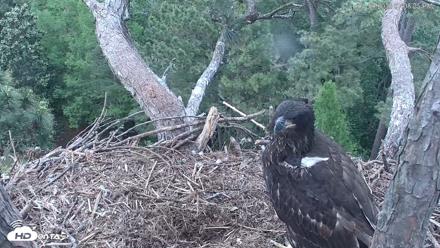 Hilton Head Island Eagles Live Webcam - Apr 19, 2026, 7:08pm EDT
