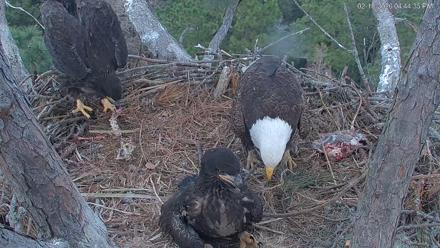 Hilton Head Island Eagles Live Webcam - Feb 18, 2026, 4:47pm EST