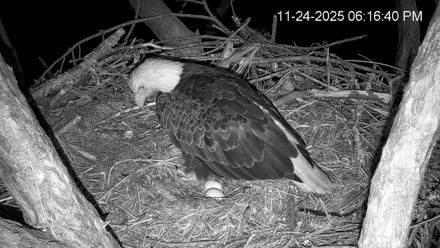 Hilton Head Island Eagles Live Webcam - Nov 24, 2025, 6:17pm EST