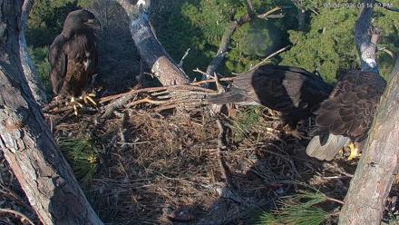 Hilton Head Island Eagles Live Webcam - Mar 4, 2026, 5:14pm EST