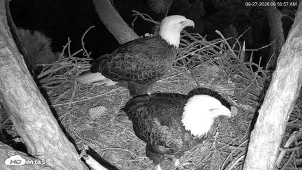 Hilton Head Island Eagles Live Webcam - Sep 27, 2026, 6:51am EDT