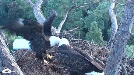Hilton Head Island Eagles Live Webcam - Aug 27, 2026, 7:04am EDT