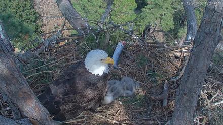 Hilton Head Island Eagles Live Webcam - Jan 12, 2026, 2:16pm EST