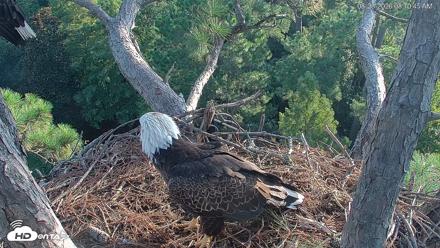 Hilton Head Island Eagles Live Webcam - Aug 23, 2026, 8:11am EDT