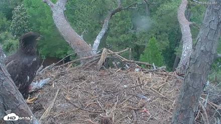 Hilton Head Island Eagles Live Webcam - Apr 27, 2026, 10:29am EDT