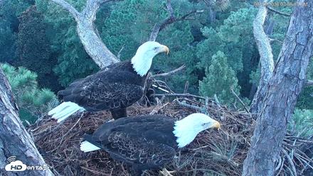 Hilton Head Island Eagles Live Webcam - Aug 23, 2026, 7:08am EDT