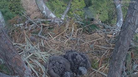 Hilton Head Island Eagles Live Webcam - Jan 30, 2026, 1:09pm EST