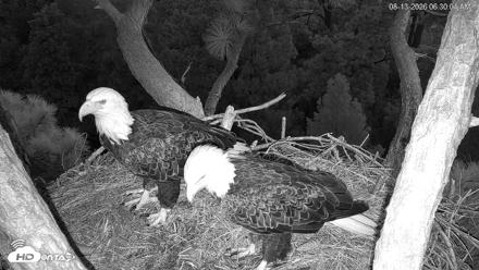 Hilton Head Island Eagles Live Webcam - Aug 13, 2026, 6:30am EDT