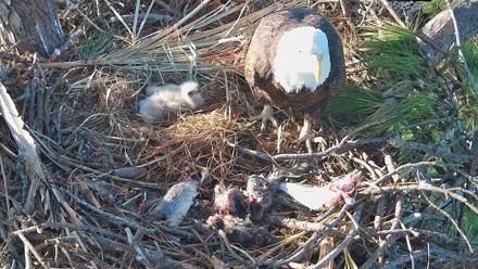 Hilton Head Island Eagles Live Webcam - Jan 5, 2026, 4:17pm EST