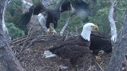 Hilton Head Island Eagles Live Webcam - Feb 26, 2026, 7:46am EST