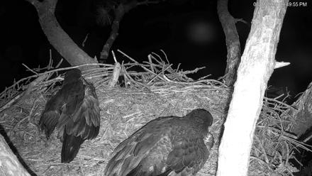 Hilton Head Island Eagles Live Webcam - Mar 28, 2026, 9:50pm EDT