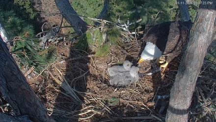 Hilton Head Island Eagles Live Webcam - Jan 11, 2026, 3:38pm EST
