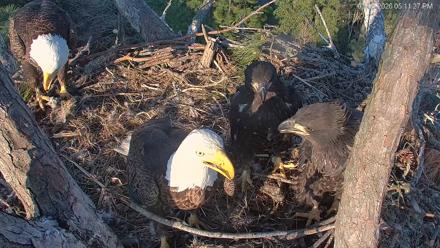 Hilton Head Island Eagles Live Webcam - Mar 5, 2026, 5:11pm EST