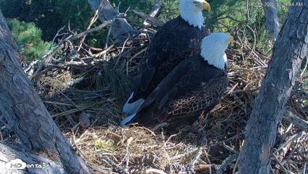 Hilton Head Island Eagles Live Webcam - Oct 19, 2026, 10:25am EDT