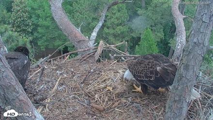 Hilton Head Island Eagles Live Webcam - May 1, 2026, 8:30am EDT