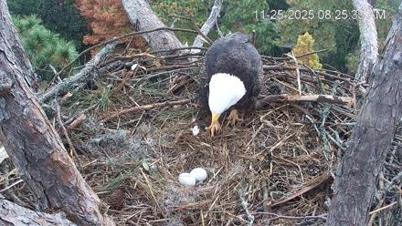 Hilton Head Island Eagles Live Webcam - Nov 25, 2025, 8:26am EST