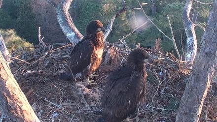 Hilton Head Island Eagles Live Webcam - Feb 17, 2026, 7:14am EST