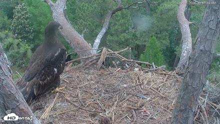 Hilton Head Island Eagles Live Webcam - Apr 27, 2026, 10:18am EDT
