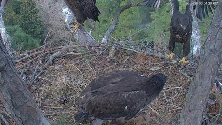 Hilton Head Island Eagles Live Webcam - Feb 26, 2026, 3:54pm EST