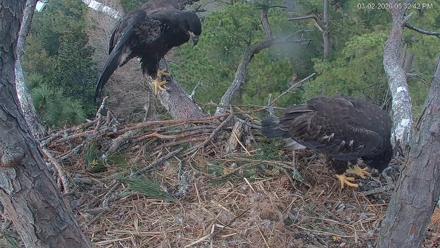 Hilton Head Island Eagles Live Webcam - Mar 2, 2026, 5:33pm EST