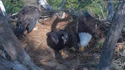 Hilton Head Island Eagles Live Webcam - Feb 17, 2026, 12:43pm EST