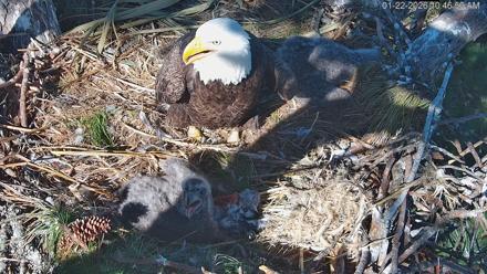 Hilton Head Island Eagles Live Webcam - Jan 22, 2026, 10:47am EST