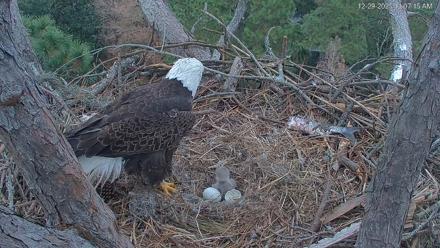 Hilton Head Island Eagles Live Webcam - Dec 29, 2025, 11:08am EST
