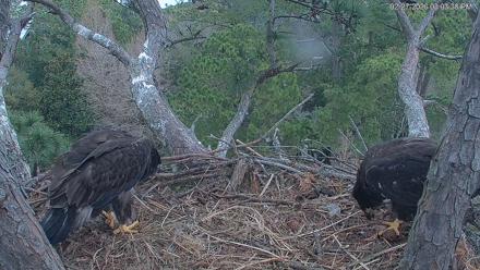 Hilton Head Island Eagles Live Webcam - Feb 27, 2026, 3:04pm EST