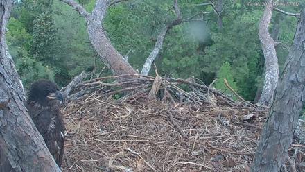 Hilton Head Island Eagles Live Webcam - Apr 6, 2026, 9:07am EDT