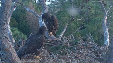 Hilton Head Island Eagles Live Webcam - Mar 2, 2026, 7:58am EST