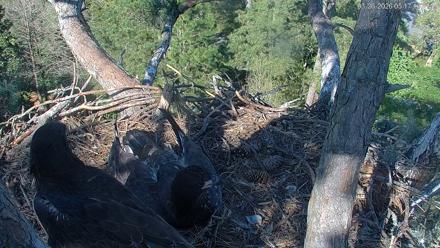 Hilton Head Island Eagles Live Webcam - Mar 26, 2026, 5:17pm EDT