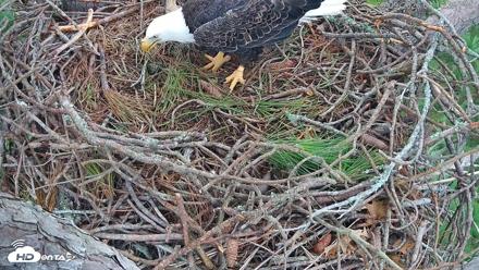 Hilton Head Island Eagles Live Webcam - Sep 9, 2026, 4:17pm EDT