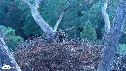 Hilton Head Island Eagles Live Webcam - Aug 23, 2026, 6:57am EDT