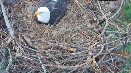 Hilton Head Island Eagles Live Webcam - Dec 28, 2025, 3:18pm EST