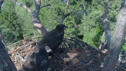 Hilton Head Island Eagles Live Webcam - Apr 8, 2026, 4:45pm EDT