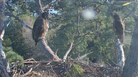 Hilton Head Island Eagles Live Webcam - Mar 11, 2026, 9:12am EDT