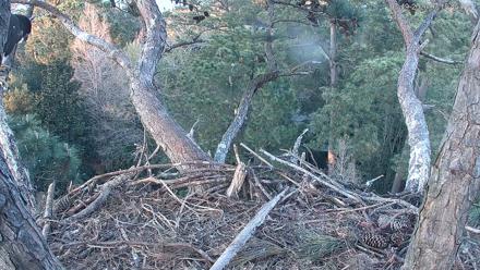 Hilton Head Island Eagles Live Webcam - Mar 19, 2026, 7:16pm EDT