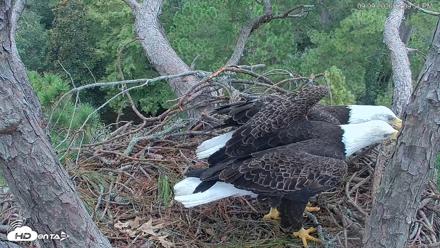 Hilton Head Island Eagles Live Webcam - Sep 9, 2026, 12:10pm EDT